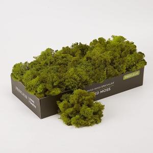 prefleur Preserved Reindeer Moss Natural Green DIY Kit Terrariums Gardenning Art Wall Decor Florist Decor Easter Table Decor Wedding Decor (0.85lb) (Green-08, Pack of 3)