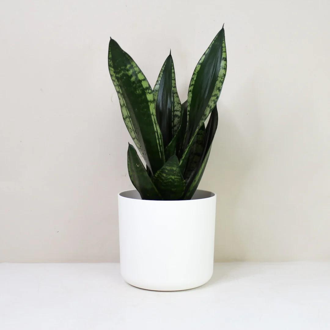 23" Sansevieria Artificial Plant in Ceramic Pot, Small Indoor Plant, Artificial Snake Plant, Artificial Plants Like Real, Perfect for Bathroom, Bedroom, Home, Office Decoration