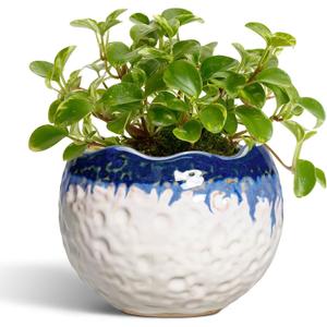 4 Inch Plant Pots - Ceramic Pots for Plants with Drainage Hole and Plug, Round Planters for Indoor Outdoor Plants, Modern Unique Flower Pots, Home Living Room Decor, Garden Gift, Beige-Blue