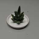 PUDDING CABIN Aloe Ring Holder,Cactus Ring Dish,Jewelry Holder Trinket Tray for Rings Earrings Necklace Organizer,Bridesmaid Christmas Birthday Gift for Women Girls