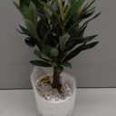 Artificial Olive Tree15'' Small Faux OliveTree Fake Olive Plants with White Pot for Home Bedroom Table Shelf Office Hotel Decor, Briful