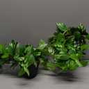 2 Pack Artificial Scindapsus Aureus, Realistic Fake Plants with Plastic Pot for Home Office Bedroom Indoor Outdoor Decor(8in H)