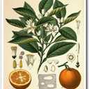 YOUXIGOUYUE Canvas Painting Wall Mural Print Vintage Print Orange Plant Poster Living Room and Bedroom Office Decoration 12x18inch (Without Frame)