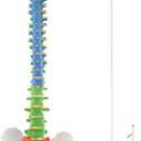 BEAMNOVA Flexible Anatomy Spine Model 85cm/33.46in Bendable with Holder Stand Colored Vertebrae Lumbar Spine Model with Nerves for Chiropractors Life Size Multicolored