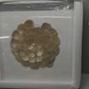 Flower shaped natural shell framed shadow box wall art Modern coastal indoor wall dcor handcraft for home decoration 24"x24"/gold (large)