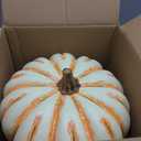 Realistic Artificial Foam Pumpkin for Outdoor,Flecked White
Fall Large Fake Fruit Vegetable Pumpkin for Autumn Harvest Thanksgiving Halloween Party Decor,10" Wide-7.2"Hight