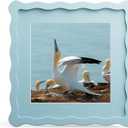 8x8 Picture Frame with Mat for 6x6, Wavy Edge Wooden Real Glass Photo Frame for Tabletop and Wall Hanging, Blue, 1 Pack
