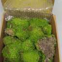 1.5 Sq. Ft. Preserved Moss Pole Decorative Moss for Crafts, Art, Wall Decor,Yellow Green Moss