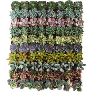 Shop Succulents Assorted Succulent Plant Pack Collection - Live Mini Succulent Plants, Low Maintenance, Mixture of Colors & Textures - Wedding and Party Favors, Gift & Garden, Pack of 32