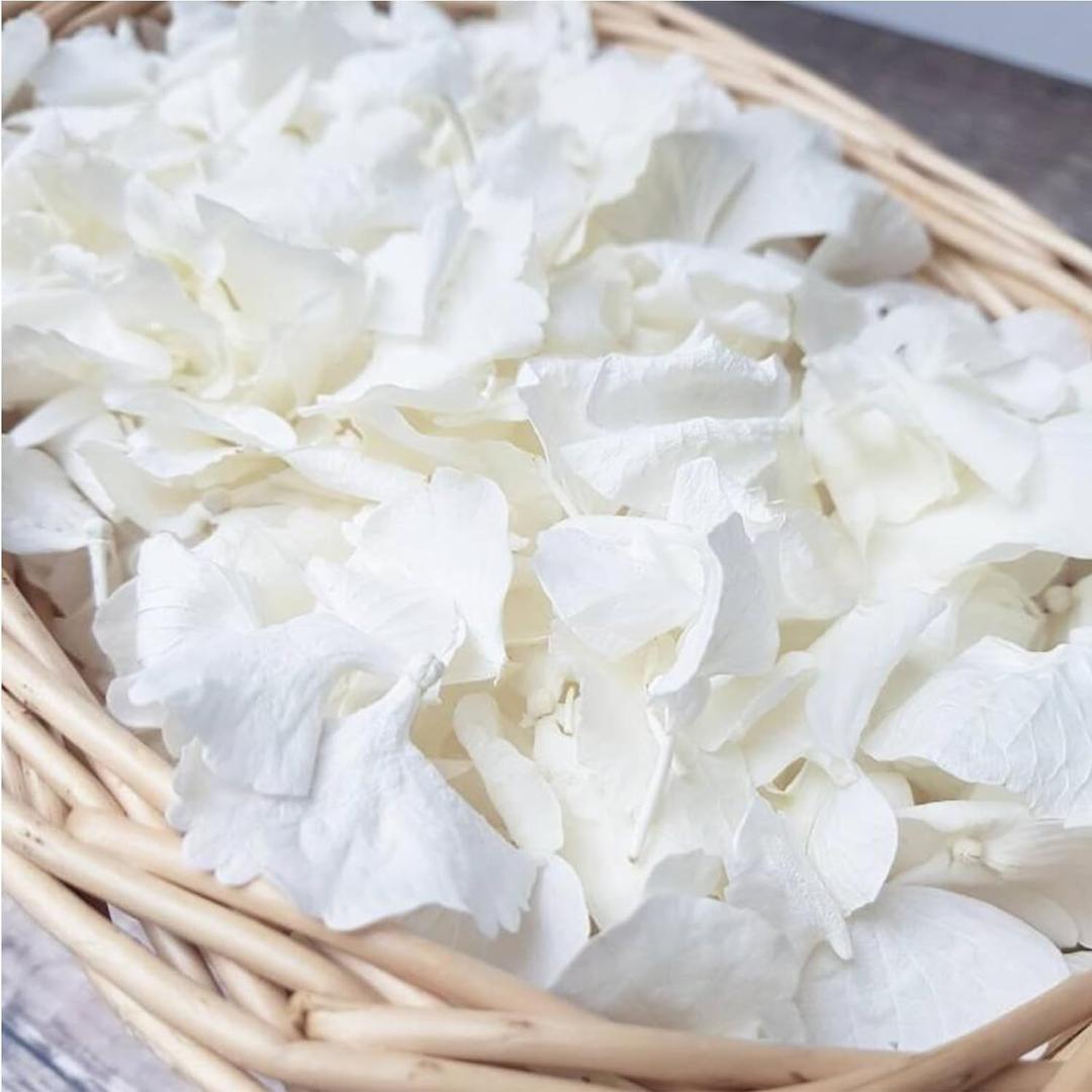 1500Pcs Real Dried Ivory White Hydrangea Flower Petals - Natural smal Petals for Wedding, Party Confetti, Flower Girl Baskets, Romantic Night, Proposal Decor, Handcrafts (1.06 oz)