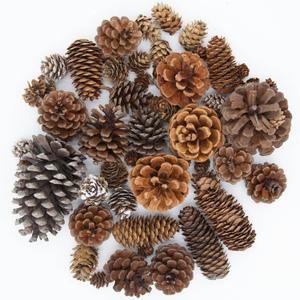 50 PCS Natural Pine Cones Mixed Sizes for Acorn Decor, Vase Filler, Birthday Gifts, Rustic Home Decor
