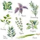 Herb Wall Decals Stickers Peel and Stick,Kitchen Stickers Decals for Cabinet Peel and Stick,Herb Art Decor for Kitchen