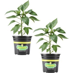 Bonnie Plants Ghost Pepper, Live Plant, 1 Gal., 2-Pack