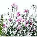 Pink Wildflower Wallpaper Border 196x4 Inch Peel and Stick Wall Border Self Adhesive Floral Plant Pattern Removable Vinyl Trim for Living Room Bedroom Bathroom Kitchen Cabinet Decoration