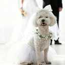 baotongle Dog Bandanas Dress Set for Small Dogs Dogs Wedding Outfit with Flower Collar Veil Puppy Pet Tutu Skirt Halloween Costume Party