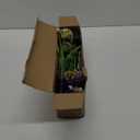 POPETPOP Led Ground Inserted Garden Solar Light Unique Chrysanthemum Shape Lawn Lamp for Outdoor,  4 Pack