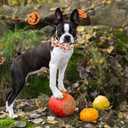 Dog Collar - Thanksgiving Turkey Bowtie Gift, Soft Bow Adjustable Metal Buckle for Small Dogs (Small (Pack of 1))