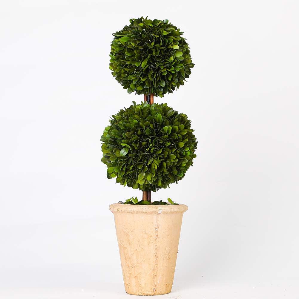 Real Preserved Boxwood Evergreen Potted Tree Globe Tree Topiary in Terracotta Planter, Home Decor Farmhouse (Double Balls Topiary, 20 inches)