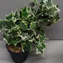 Fake English Ivy Plants in Pots Set of 2  Realistic Artificial Ivy Greenery for Home Decor, Tabletop, Office, Shelf, Balcony, Lifelike Faux Hanging Vines, No Maintenance Required - White and Green