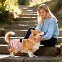 Washable Reusable Female Dog Diapers(5 Pack) Small Medium Large Doggie Puppy & Doggy Dog Diaper, Period Panties in Heat Medium Pink Purple Brown Green Blue