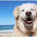 Auhoahsil Mouse Pad, 12 x 10 in Animals Theme Computer Mouse Pad for Desk, Premium-Textured Non-Slip Rubber Stitched Edges Waterproof Square Mouse Mat for Gaming Work Wireless Mice, Beach & Dog (Cute Golden Retriever)