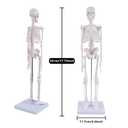 NLShan Human Skeleton Model for Anatomy: Scientific Model with Movable Arms, Legs & Display Stand - 17" Mini Human Skeleton Model for Study and Display