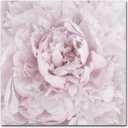 Pink Peony Flower by Cora Niele, 24x24-Inch Canvas Wall Art