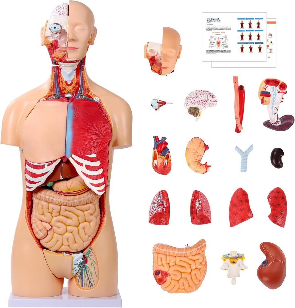SFXYJ Human Torso Anatomy Model 33.4", Dual-Gender32 Part Removable Life-Size with Heart Head Skull Brain Visceral Muscular Layers Model Includes Product Manual for Medical Student Lab Classroom Use