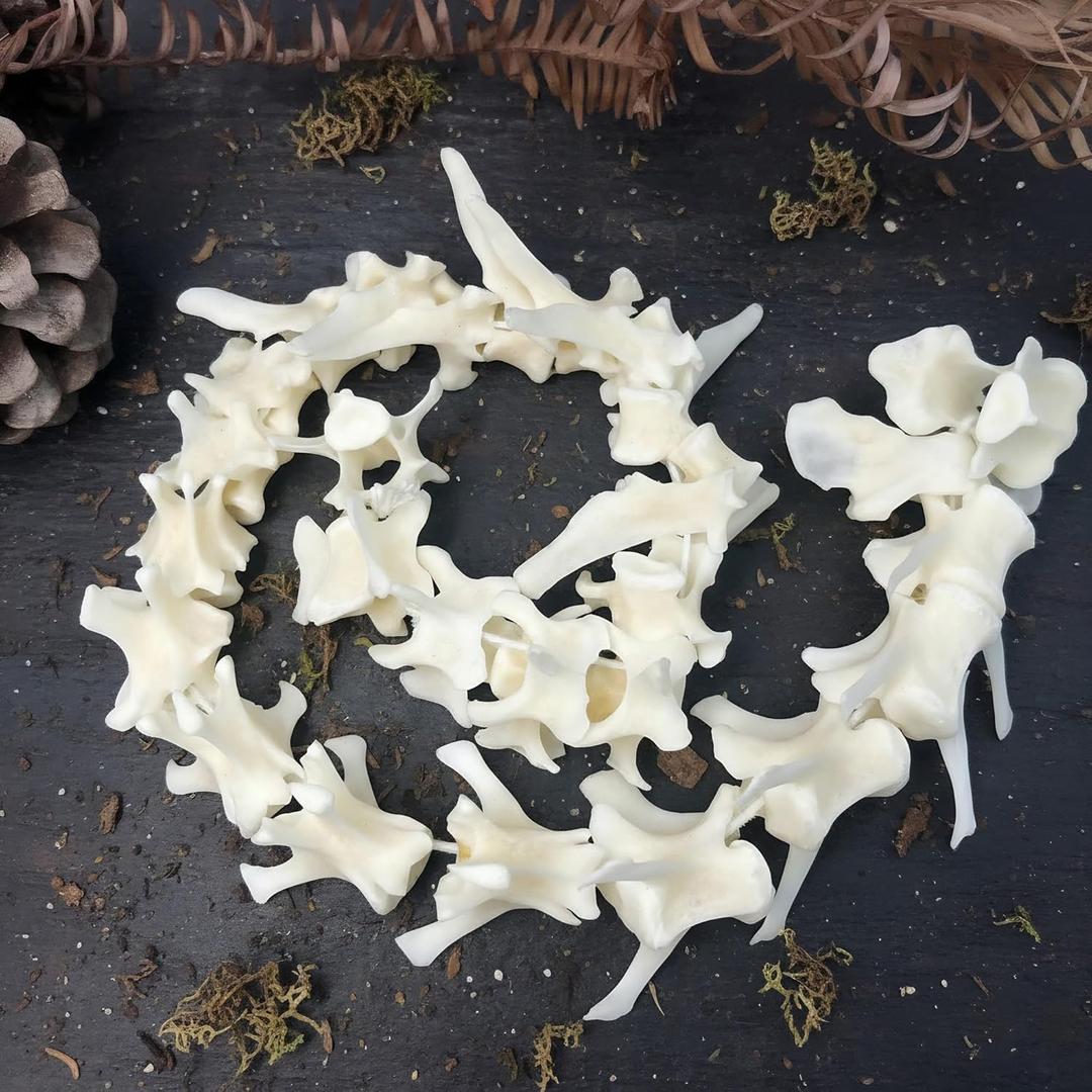 Taxidermy Real Fox Spine Decor - Model Animals Bones Specimen, Taxidermy Supplies for Science Education, Collection (Fox Spine)