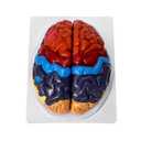 QWORK Life-Size Human Brain Anatomical Model, Color-Coded Partitioned Brain, 2 Parts, Anatomically Accurate Brain Model for Science Classroom Study Display Teaching Medical Model