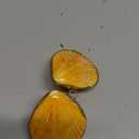 COHEALI Box the home decor ring case desktop decor small necklace container jewelry organizer shell jewelry case chic pearl clam scallop decorate natural freshwater shells (6.5x6cm, Random Color)