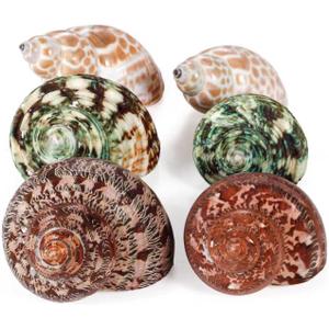 PPCLION Unstained Natural Hermit Crab Shells Pearl Turbo Seashell for Dcor, 3 Kinds 6 PCS Size 1.5" - 2", Opening 0.8-1" Hermit Crab Supplies