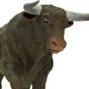 Safari Ltd. Black Bull Figurine - Detailed 6" Plastic Model Figure - Fun Educational Play Toy for Boys, Girls & Kids Ages 3+