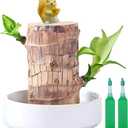 Brazilian Lucky Wood Plant,Fortune Brazil Wood Potted Plant with Squirrel,Mini Brazil Decoration, Mini Brazil Woods Indoor/Outdoor for Desk Decoration Home Office Decoration