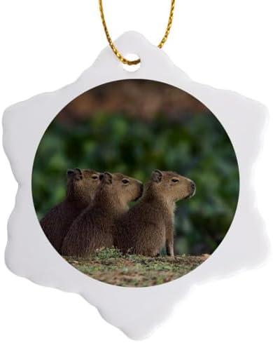 3dRose Snowflake Ornament - Capybara, Youngsters Along The Edge - 3-inches (ORN_330570_1)