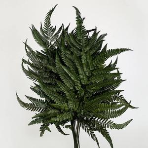 Preserved Real Ferns Dried Tips Stems Wedding Garlands Home Decorations Bouquets Flower Arrangements Wall Hanging (Dark Green)