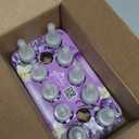 Glade PlugIns Refills Air Freshener, Scented and Essential Oils for Home and Bathroom, Lavender & Vanilla, 6.7 Fl Oz, 10 Count (Packaging May Vary)