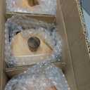 Set of 3 Glass Jars Containers with Wooden Lids and Scoop Clear Canister Jars Set with Spoon for Kitchen Food Storage Coffee Tea Sugar Decorative Countertop Organization Jars 31 oz (3)