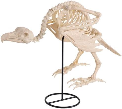 JOYIN Vulture Skeleton Halloween Decorations 19.7 inch Posable Animal Skeletons with Movable Joints for Indoor Outdoor Yard Garden Lawn Photo Props Decor, Trick or Treat, Spooky Scene Party Favors
