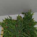 Moucuny 30 Pcs Christmas Norfolk Pine Branches with Lights 18" 24 Artificial Norfolk Stems Branches with Pinecone 6 Lighted Stems for Vases Xmas DIY Garland Wreath Home Centerpiece Table Decorations