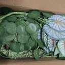 Reptile Plant for Bearded Dragon Tank Accessories, Terrarium Plant Artificial Decor for Snake Cage, Fake Plant for Leopard Gecko Habitat, Lizard Chameleon Ball Pythons (Group E)