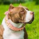Wide Gold Spiked Dog Collar, Epesiri Dog Chain Collars, Mushroom Rivet PU Leather Dog Collars, Adjustable Durable Spike Studded Pet Collar for Pitbull Mastiff Bulldog Pugs Husky Rottweiler