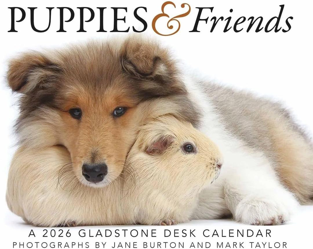 Gladstone Media, Puppies & Friends 2026 Desk Calendar