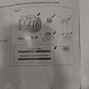 (2025 Upgrade) VINGLI Automatic Suction-Side Pool Vacuum Cleaner, Powerful Wall-Climbing Sweeper for Inground Pools, Includes 39.6ft Tangle-Free Hose (Orange&Gray)