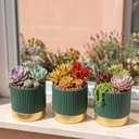 3-Pcs 4 Inch Cement Planters Set - Vintage Ribbed Flower Pots with Gold Rim and Drainage Holes, Modern Ceramic Succulent Pots, Small Plant Containers for Home, Office, Desk Decor, Green