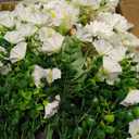 24" Artificial Potted Flowers for Outdoor, Pompon Mums Faux Plant