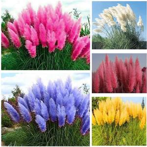 1000+ Mix Pampas Grass Seeds for Planting Cortaderia Selloana Seeds Heirloom Ornamental Plants Decor Garden Tall Feathery Blooms Blue White Pink Red Yellow