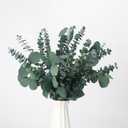 25 Pcs Preserved Dried Eucalyptus Stems & Silver Dollar Leaves Bundle, Natural Real Fresh Eucalyptus, 17" Preserved Eucalyptus Branches for Shower Hanging, Bathroom Decor, Garland, Greenery Plant