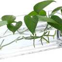 PATIKIL Rectangular Glass Vase 10x4x4 Inch, 1 Pcs Clear Planter Terrarium for Wedding