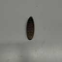 ZEUS Vegan Pocket Beard Brush, Soft Bristle & Animal-Free Grooming Brush for Taming & Styling Beard  Made in Germany (N73)